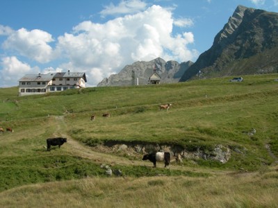 Mucche al pascolo sotto il Rifugio Passo Giovo